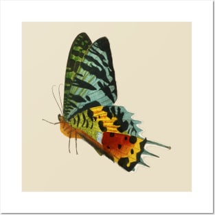 Colorful Butterfly Side view Posters and Art